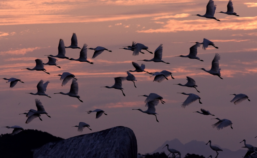 White-naped cranes in the wild