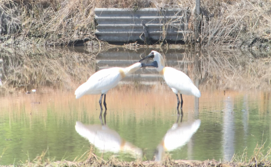 Hooded cranes in the wild