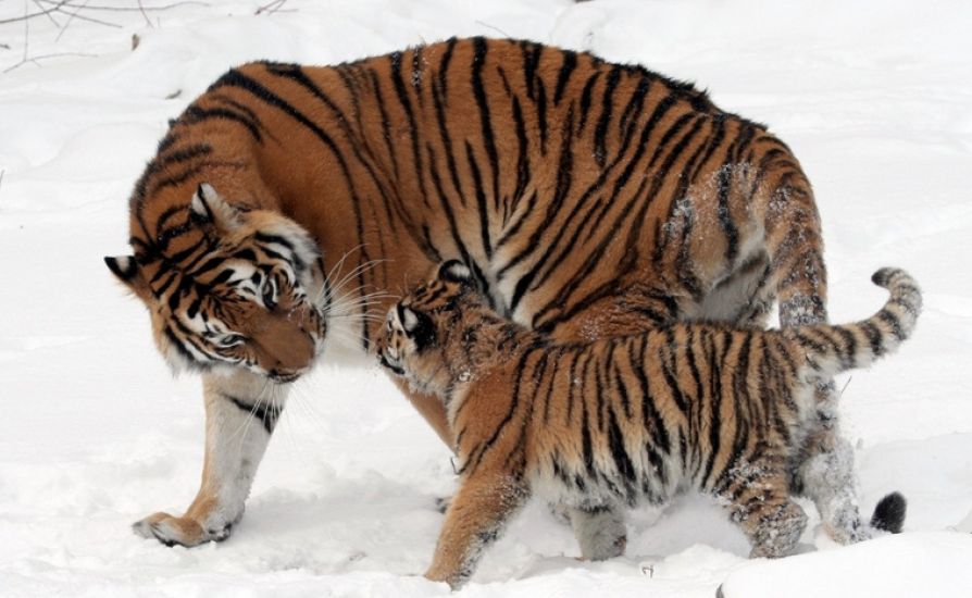 Amur tigers in the wild