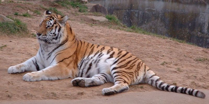 National park in NE China sees population growth of Siberian tigers ...